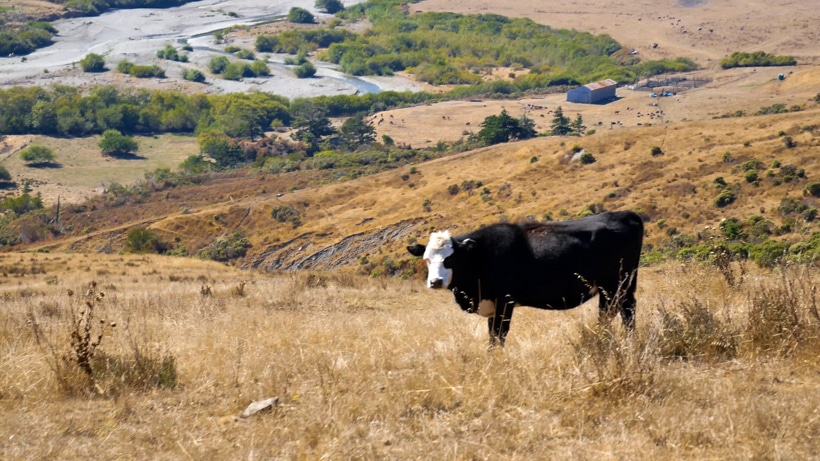 Lost Coast Cows