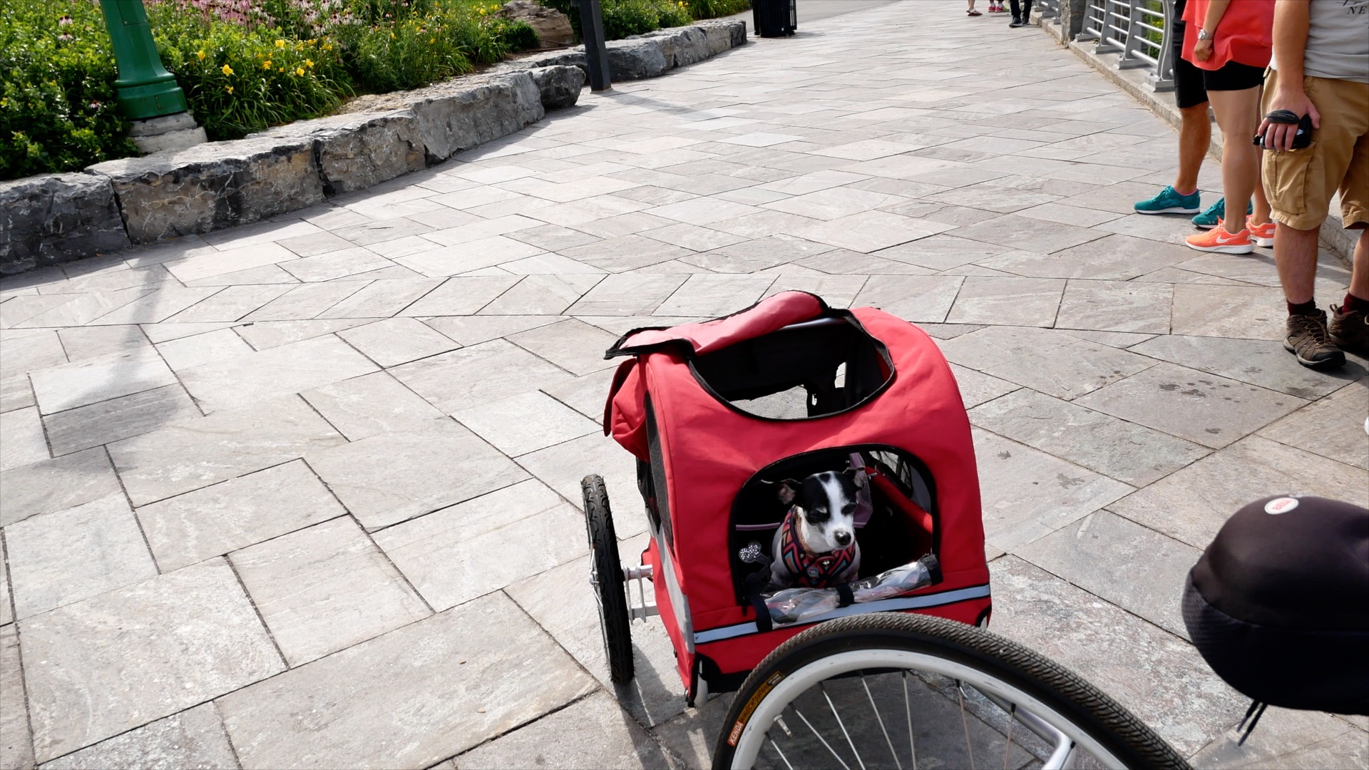 Solvit Bicycle Trailer for Dogs