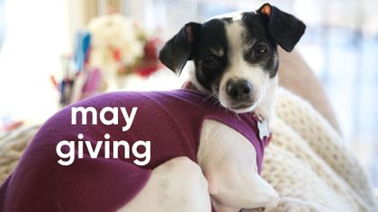 May Giving Update: $187 Donated to Seattle Humane Society