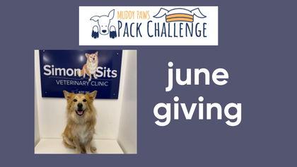 June’s Story Post Donation: For Simon, Lily, and the Dogs Who Still Need Us