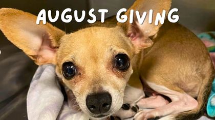 August’s Story Post Donation: $297 to SpokAnimal’s Wildfire Response