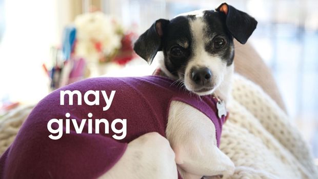 May Giving Update: $187 Donated to Seattle Humane Society