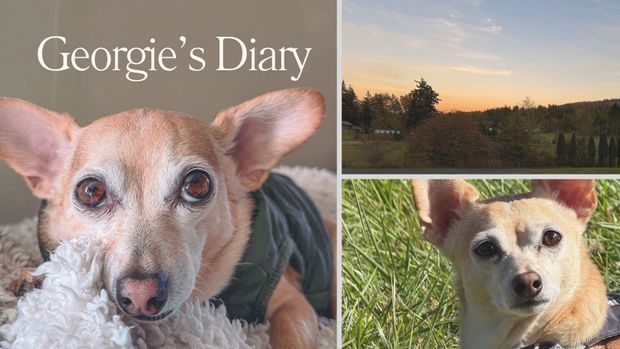 Georgie's Diary 🐾 | New Home, Strange Trees & My Very Questionable Employment